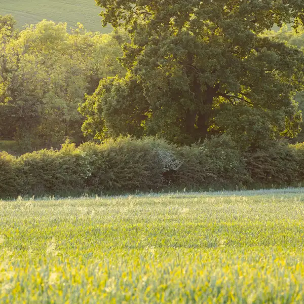 Crimple Valley