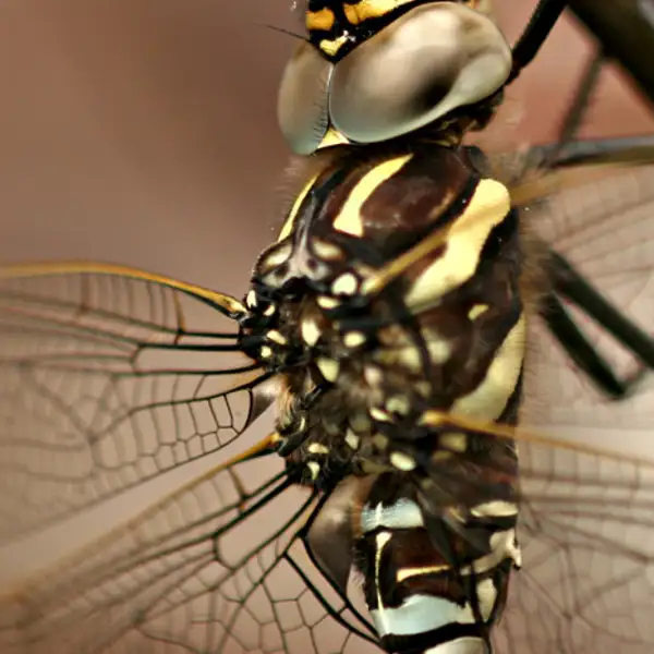 Dragonfly
