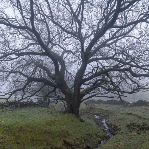 April mists: 