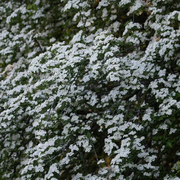Flowering hawthorns