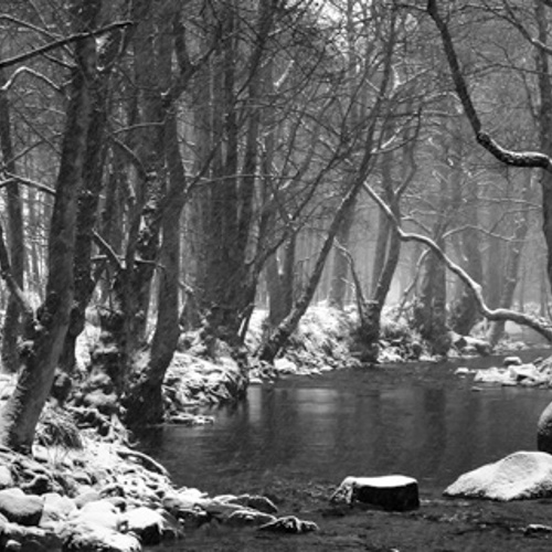 winter scene: winter scene