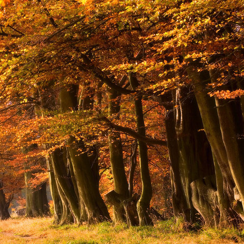 Golden light: Golden light