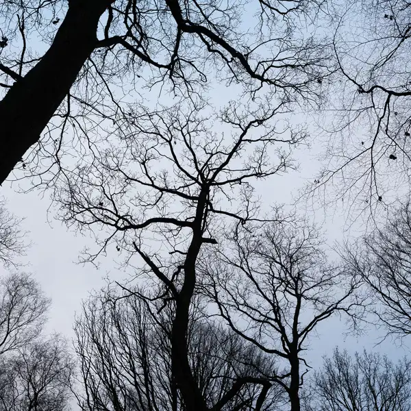 Tree silhouettes