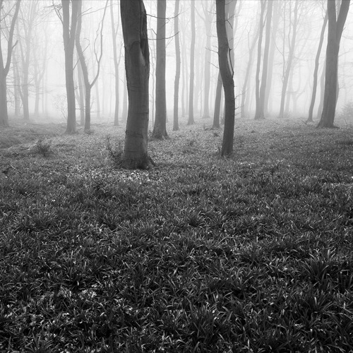 Swinsty woods (1): Swinsty woods