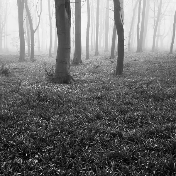 Swinsty woods (1)