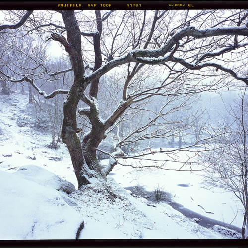 Winter woodland: Winter woodland