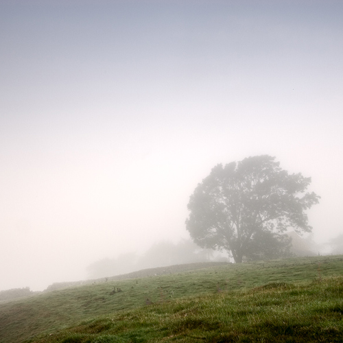 Misty Morning I: Misty Morning I
