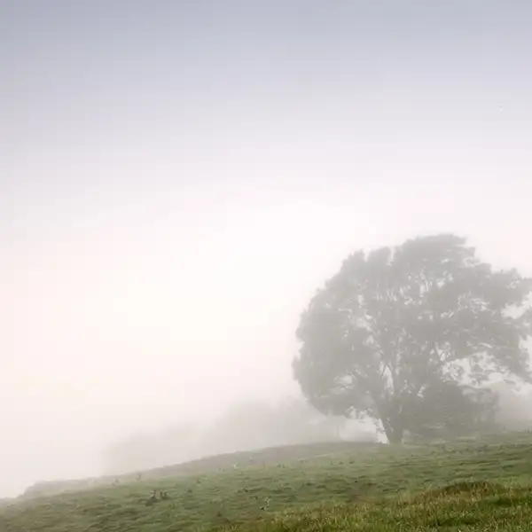 Misty Morning I