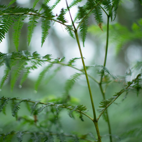 Rainy woodland: 