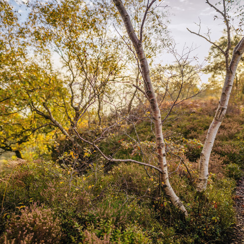 Crisp autumn dawn: 