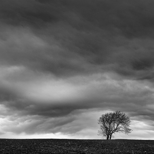 Lone tree: Lone tree