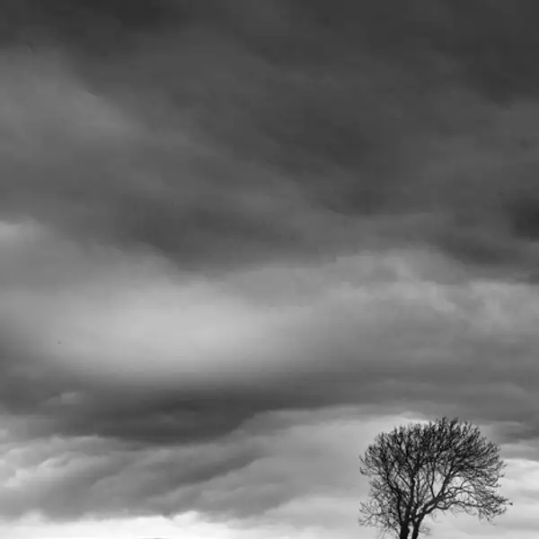 Lone tree