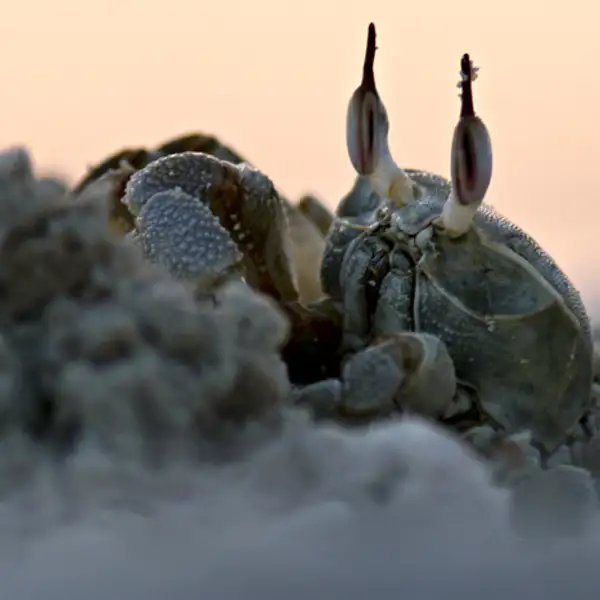 Burrowing crab
