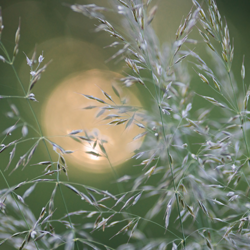 21st June 2022: The image features delicate grass stems against a soft-focus background. A warm, glowing light, suggestive of a setting sun, peeks through the slender blades, casting subtle light and shadows. The scene evokes the gentle beauty of a North Yorkshire evening.