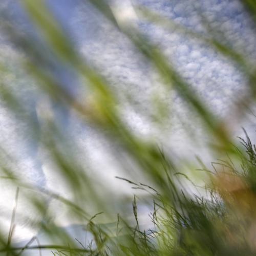 Grass: Grass