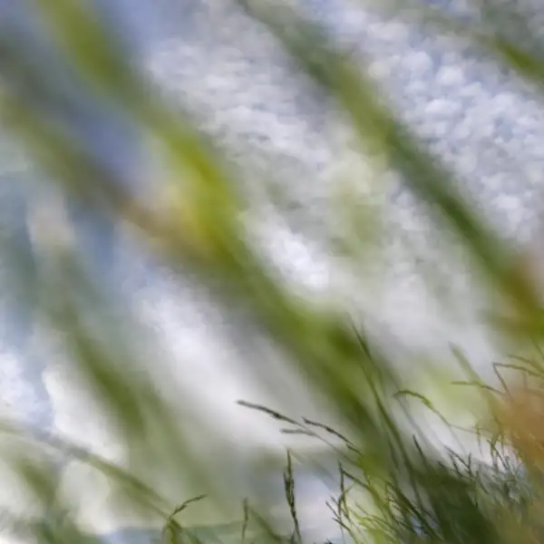 Grass