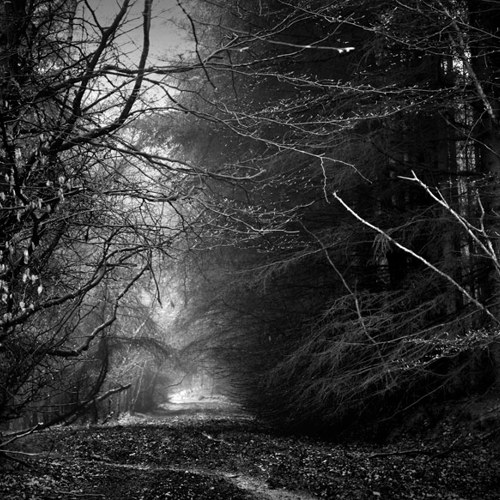 The Woods: The Woods