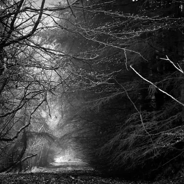 The Woods