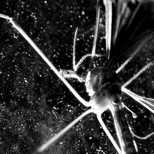Crane Fly (1): Crane Fly