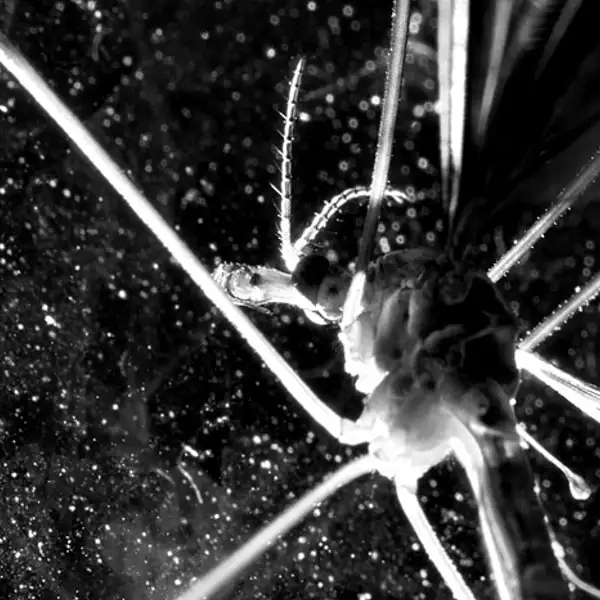 Crane Fly (1)