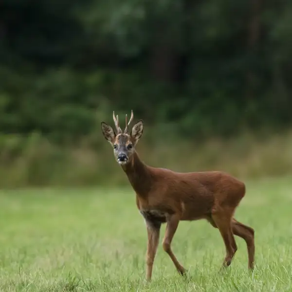 Deer