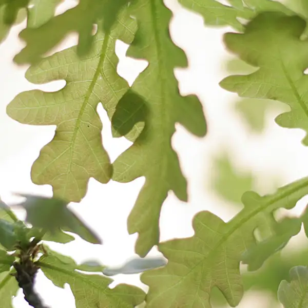 Oak leaves
