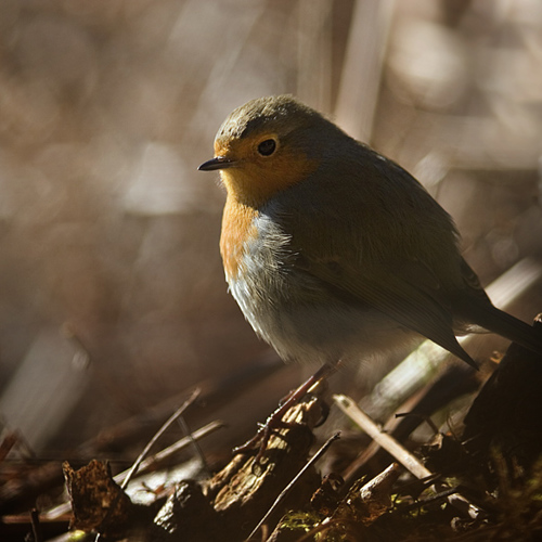 Robin: Robin