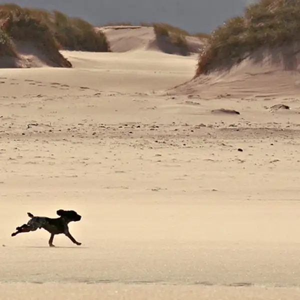 Leo, Sandwood Bay