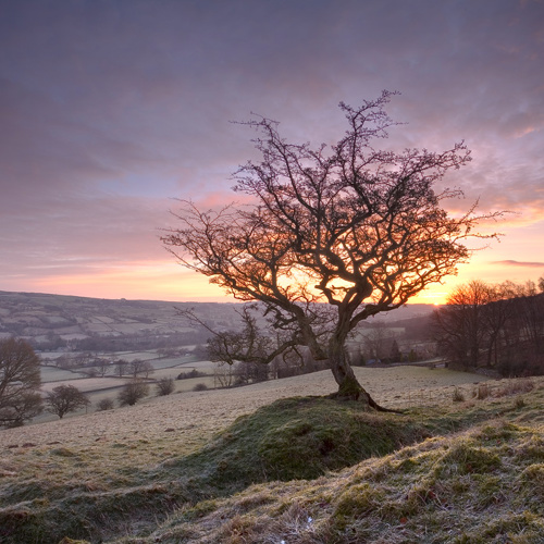 Winter dawn: Winter dawn