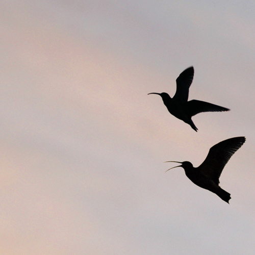 In flight: In flight