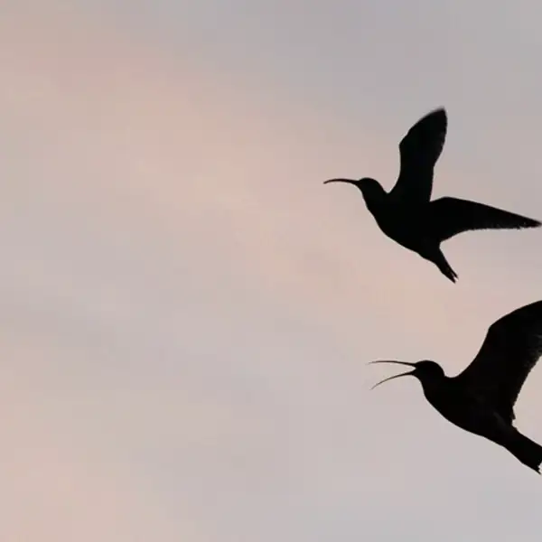 In flight
