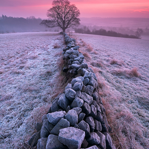 Frosty Morning: Frosty Morning