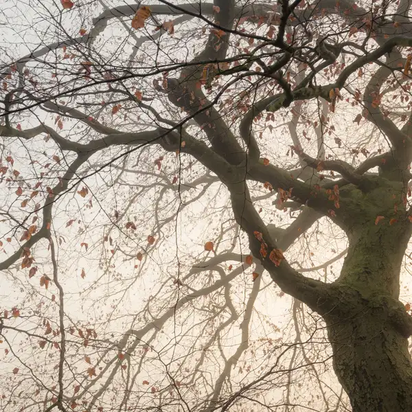 Sunlight through mist