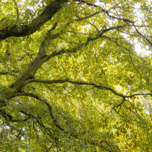 Late Summer Squirrel Lane Trees: 