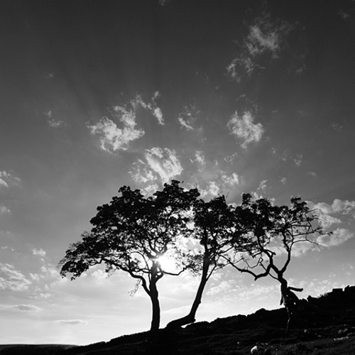 Tree, Thruscross (1): Tree, Thruscross