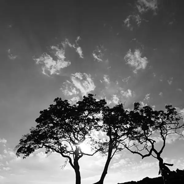 Tree, Thruscross (1)