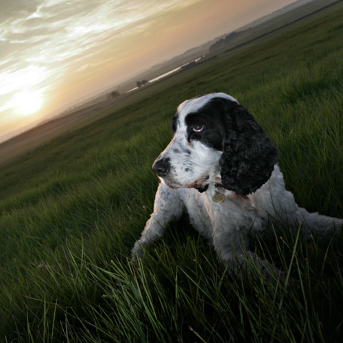 Lyra and sunset at Scargill reservoir: Lyra and sunset at Scargill reservoir