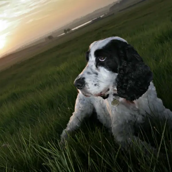 Lyra and sunset at Scargill reservoir