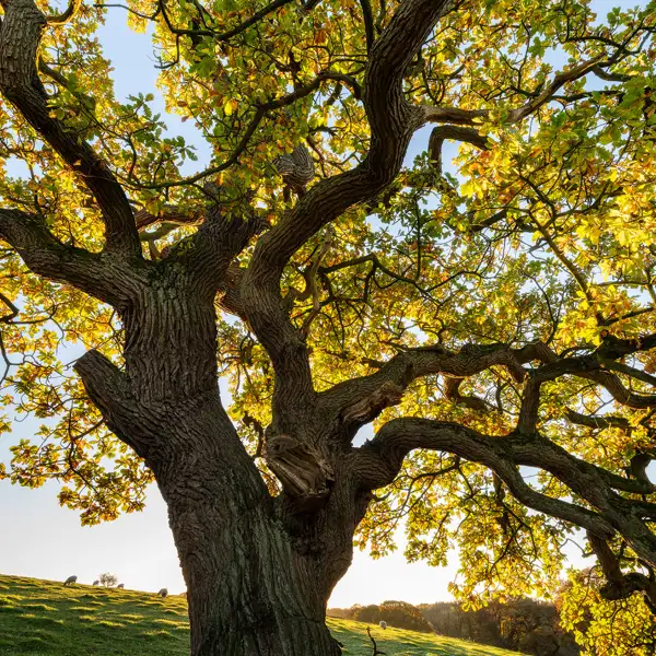 Autumn Oak Trees