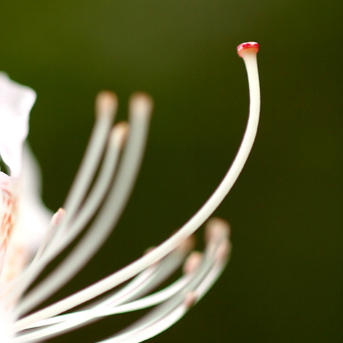 Flower, Leckmelm Arboretum: Flower, Leckmelm Arboretum