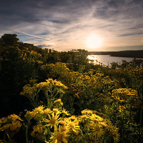 Yellow flowers, Grimwith reservoir: Yellow flowers, Grimwith reservoir