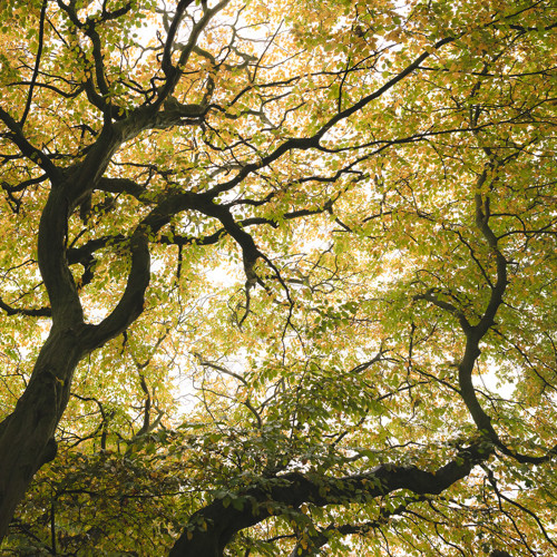 School run trees: 