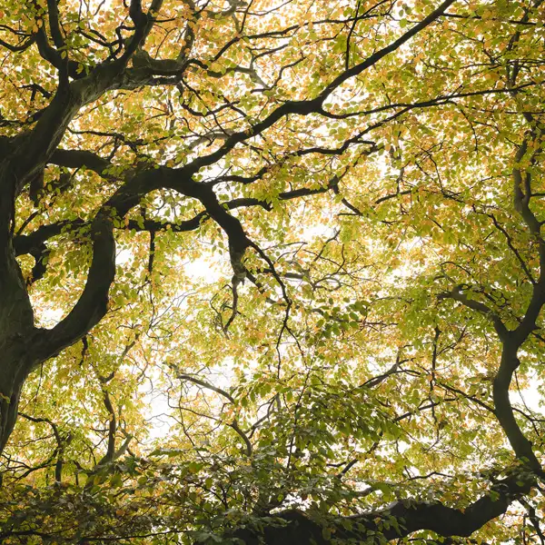 School run trees