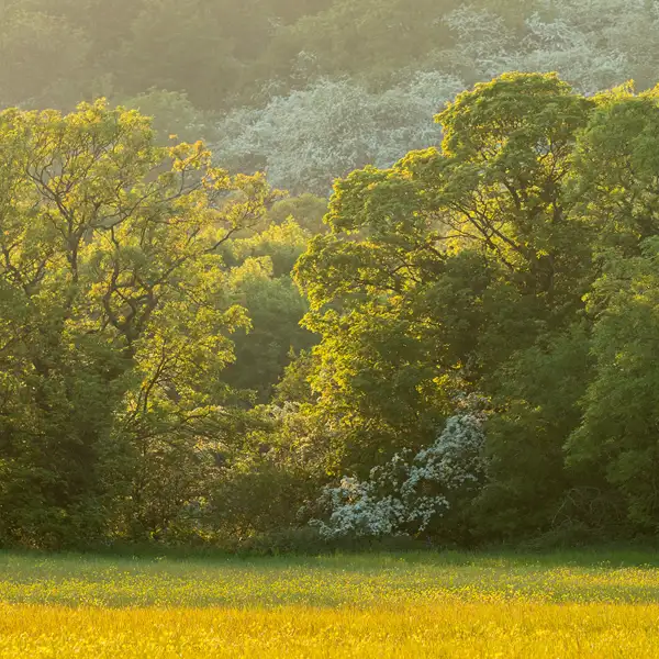 Crimple Valley in May