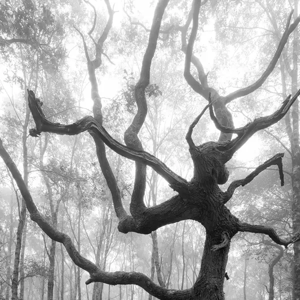 Watcher in the woods