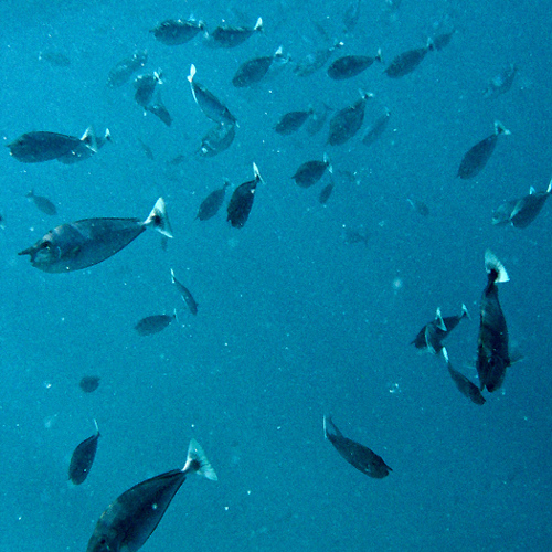 Fish: Fish