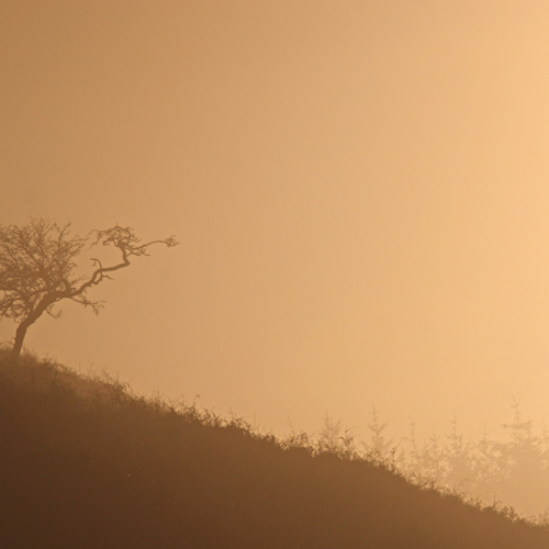 Thruscross at dawn: Thruscross at dawn