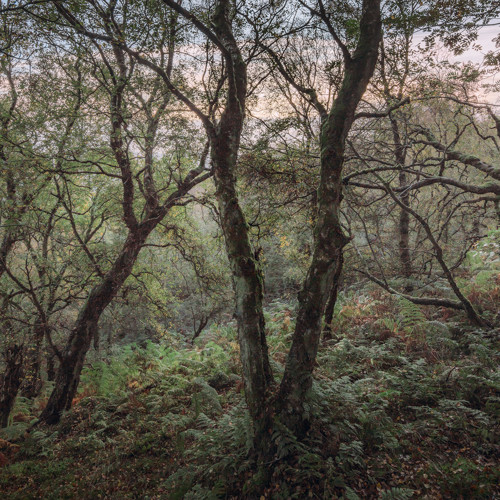 Woodland: 