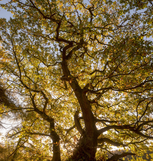  a large tree