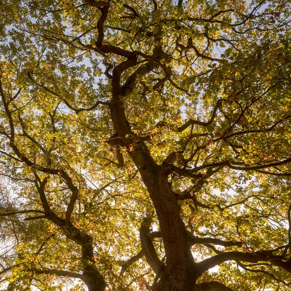 Autumn Oak Trees
